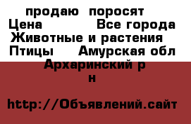 продаю  поросят  › Цена ­ 1 000 - Все города Животные и растения » Птицы   . Амурская обл.,Архаринский р-н